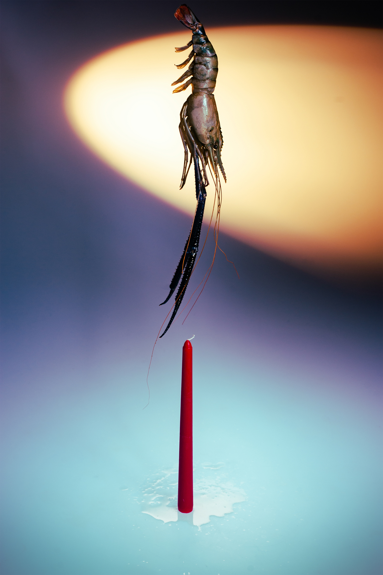 a dead shrimp over a candle